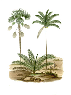 Bactris gasipaes Peach Palm, Pupunha Bactris gasipaes Peach Palm, Pupunha